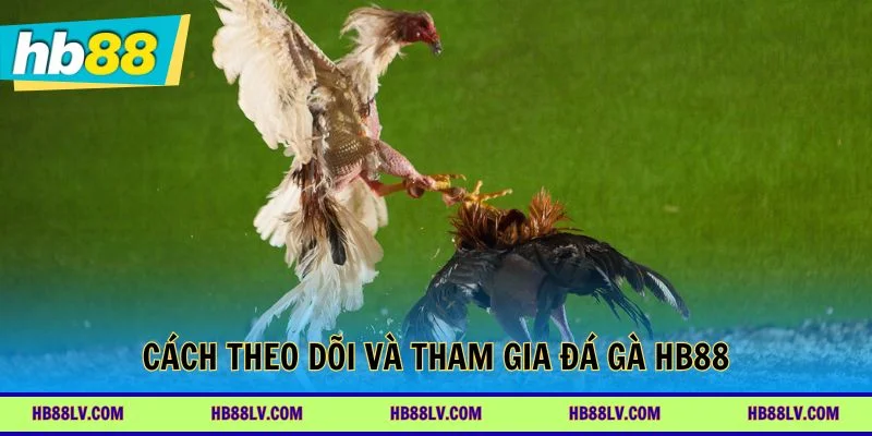 Cách theo dõi và tham gia Đá gà HB88 hiệu quả