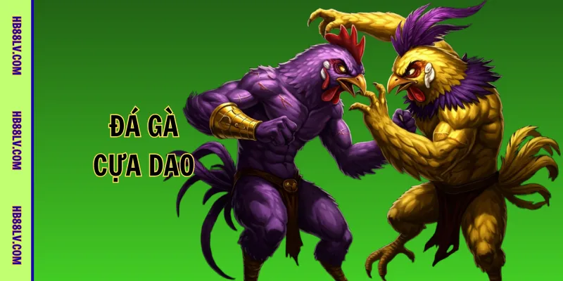 Đá gà cựa dao