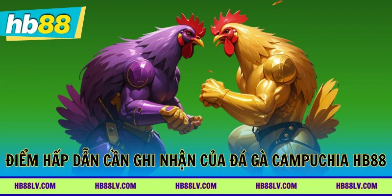 Điểm hấp dẫn cần ghi nhận của đá gà Campuchia HB88
