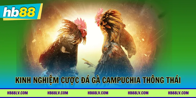 Kinh nghiệm cược đá gà Campuchia thông thái