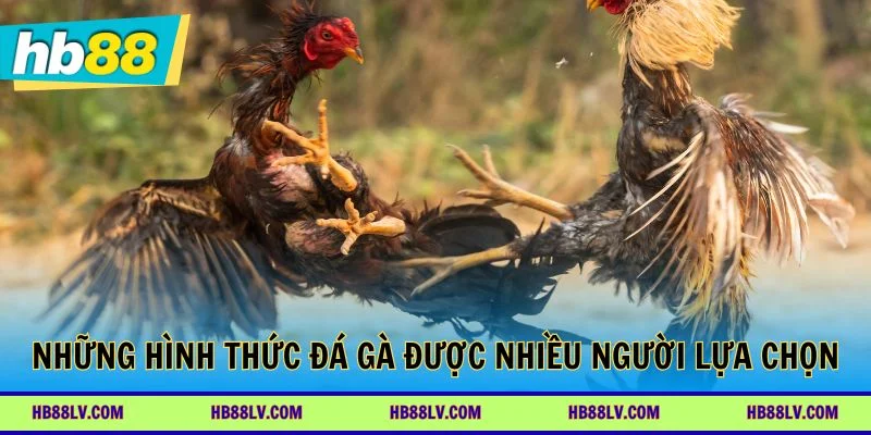 Các hình thức đá gà phổ biến tại HB88