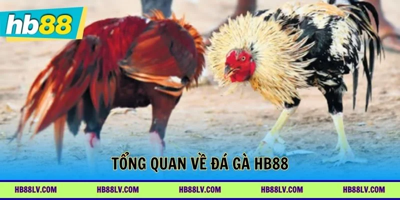 Đánh giá trải nghiệm Đá gà HB88 từ góc nhìn người chơi