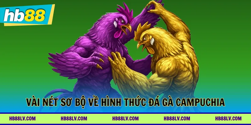 Vài nét sơ bộ về hình thức đá gà Campuchia